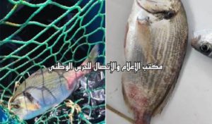 Tunisie : Découverte de poissons avec des malformations