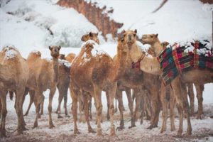 Arabie saoudite : Des chutes de neige sur le mont Al Lawz (photos)