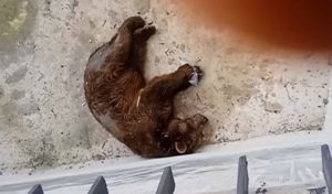 Tunisie : L’ours du parc du Belvédère se porte bien