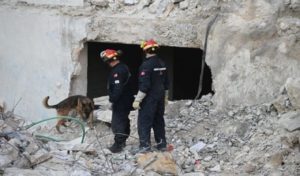 Syrie : La brigade canine tunisienne à l’oeuvre à Alep