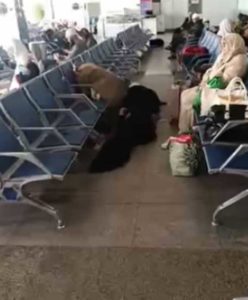 Plus de 500 pélerins tunisiens bloqués à l’aéroport de Jeddah (vidéo)