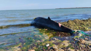 Sfax : Une baleine échouée sur la plage du Casino (photos)