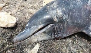 Sfax : Un dauphin de 3m échoue sur la plage de Sidi Mansour (photos)