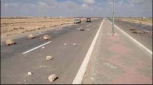 Kairouan : Plus de 30 moutons ont été tués par un camion