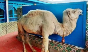 Une icône s’en va : Fathia, le symbole bienveillant du café Saf-Saf, nous quitte…