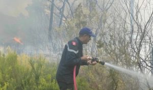Siliana : Incendie dans le mont Bargou
