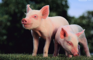 Un nouveau cœur de porc transplanté chez un humain : deuxième réussite en moins de deux ans