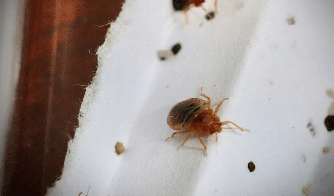 Invasion de punaises à Paris : un problème de santé publique