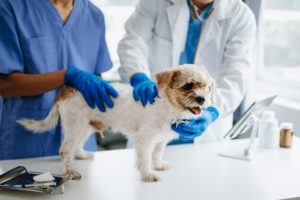 Les médecins vétérinaires de libre pratique tiennent toujours au boycott du « mandat sanitaire »