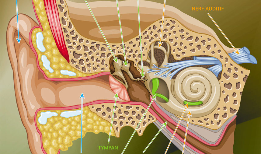 Historique : première greffe de cochlée réalisée avec succès à Sousse