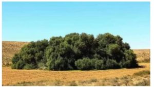 L’olivier ‘Al-Akarit’ : légende millénaire de la production d’huile d’olive en Tunisie