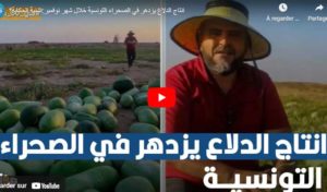 Medenine : Un agriculteur réussit à produire une récolte abondante du « pastèques » 100% tunisien au cœur du désert (vidéo)