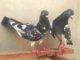 Tokyo : arrestation d’un chauffeur pour avoir écrasé des pigeons volontairement