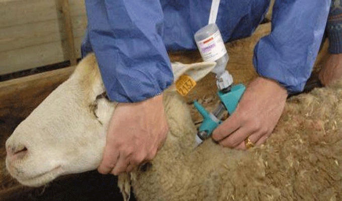 Fièvre aphteuse : le ministère de l’Agriculture appelle à la vigilance