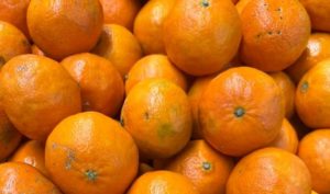 Gelées dévastatrices : Pertes importantes de clémentines dans le Cap Bon