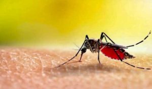 Épidémie de dengue en Malaisie : 3 525 cas depuis le début de l’année
