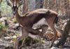 Le Gazelle de l’Atlas revient après plus d’un siècle d’extinction dans les montagnes de Sraja