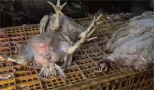 Nabeul : Découverte d’un abattoir clandestin et saisie d’une quantité de poulets