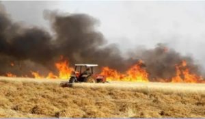 Incendie à Bizerte Sud : 20 hectares de céréales ravagés !