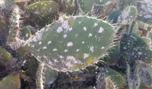 La Tunisie reçoit des coccinelles pour combattre la cochenille de cactus