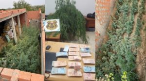Découverte de plantations de marijuana dans plusieurs domiciles à Menzel Temime