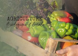 Augmentation de 16 % des exportations tunisiennes de produits agricoles biologiques