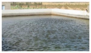 Dramatique découverte à Kébili : le corps d’un homme retrouvé dans un bassin d’irrigation