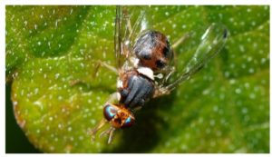 Kairouan : la chaleur extrême aide à lutter contre la mouche de l’olivier