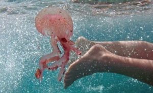 Baignade en août : comment se protéger efficacement des piqûres de méduses
