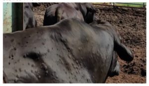 Alerte en Tunisie : apparition d’un premier cas de dermatose nodulaire bovine