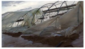 Inondations et grêle dévastent les cultures de tomates à Sidi Bouzid