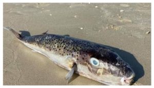 Alerte du Ministère de l’Agriculture : interdiction de la poisson-lapin pour protéger la santé publique