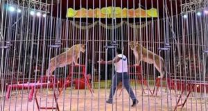 Le cirque italien “Orfai” s’installe à Gafsa