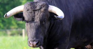 Panique à Sousse : un taureau échappé de l’abattoir blesse une passante !