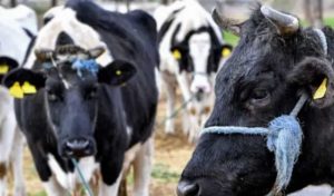 Lutte contre la maladie bovine: mesures préventives et vaccination pour protéger le cheptel