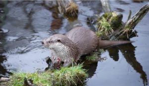 Observation rarissime : la loutre d’Eurasie repérée à Garâa Sejnane et Tabarka