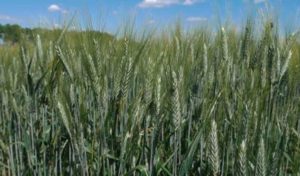 Le début d’épiaison des blés tendres en Tunisie : Le ministère appelle à la vigilance