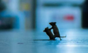 Insolite : un photographe immortalise une bagarre entre deux souris et remporte le prix du photographe de l’année !