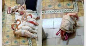 Aïn Draham : 10 flamants roses sauvés d’une tentative de trafic illégal vers l’Algérie !