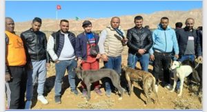 Course de Sloughis à Gafsa : vers un festival maghrébin en pleine expansion