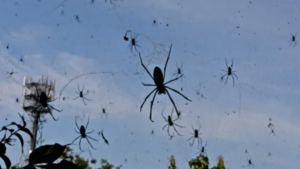 Insolite : un phénomène fascinant, des araignées semblent tomber du ciel au Brésil (vidéo)