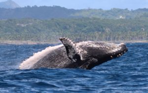 Chili : un homme avalé par une baleine à bosse en direct (vidéo) !