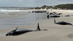 Australie : plus de 150 dauphins échoués sur une plage