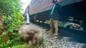 Drame à Sri Lanka : un train tue six éléphants dans une réserve naturelle