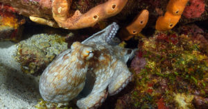 Urgence aux îles Kerkennah : la pêche au poulpe menacée, les pêcheurs appellent à des mesures urgentes pour sauver le secteur maritime