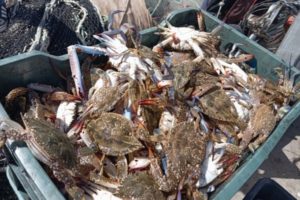 Crabe bleu à Gabès : une industrie florissante au service des pêcheurs et des ouvrières