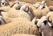Aïd al-Adha 2026 en Tunisie : importation de 20 000 moutons pour stabiliser les prix