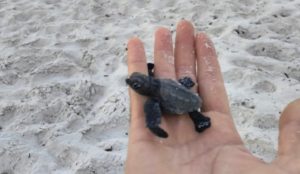 Naissance de tortues marines à Kantaoui : un spectacle rare sur les plages tunisiennes