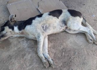 Tunisie : trois mois de prison pour l’homme ayant battu le chien Rocky à coups de barre de fer