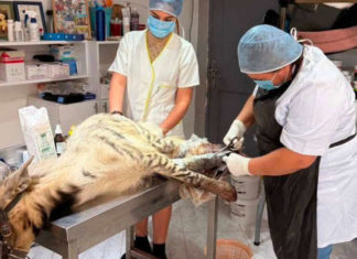 Sorcellerie et trafic d’animaux : une hyène sauvée, neuf suspects arrêtés à Grombalia